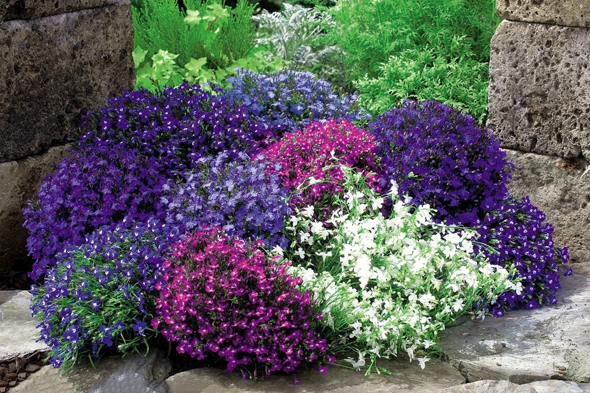 Лобелия https://blog.postel-deluxe.ru/novosti/posejte-eti-tsvety-v-marte-chtoby-naslazhdatsya-vse-leto/