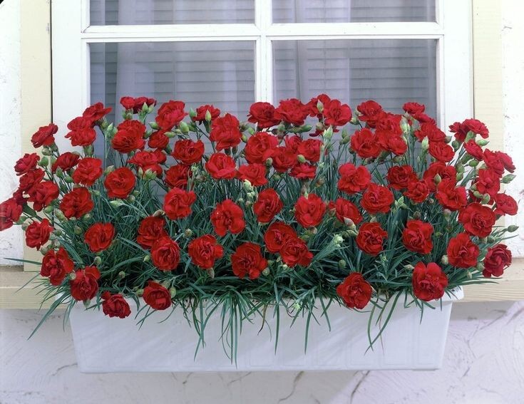 Гвоздика https://blog.postel-deluxe.ru/novosti/posejte-eti-tsvety-v-marte-chtoby-naslazhdatsya-vse-leto/