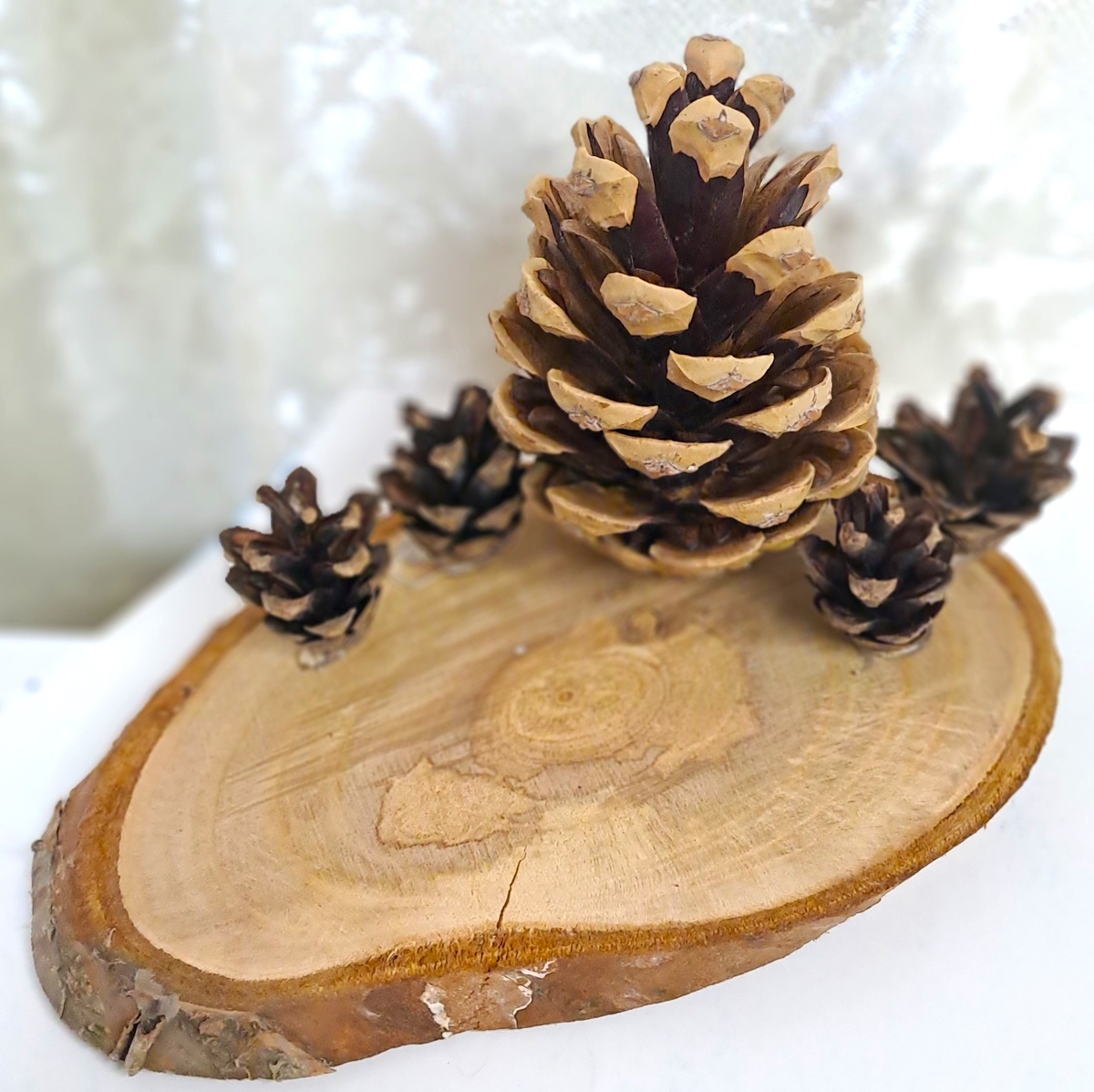 Спил дерева и шишки