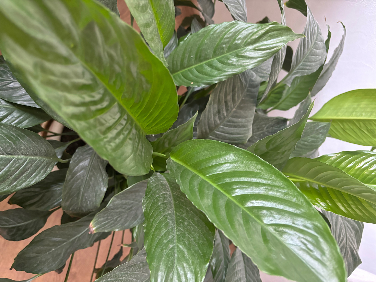 Спатиффилум