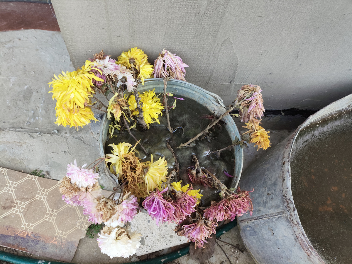 Остатки хризантем вмерзли в лёд...