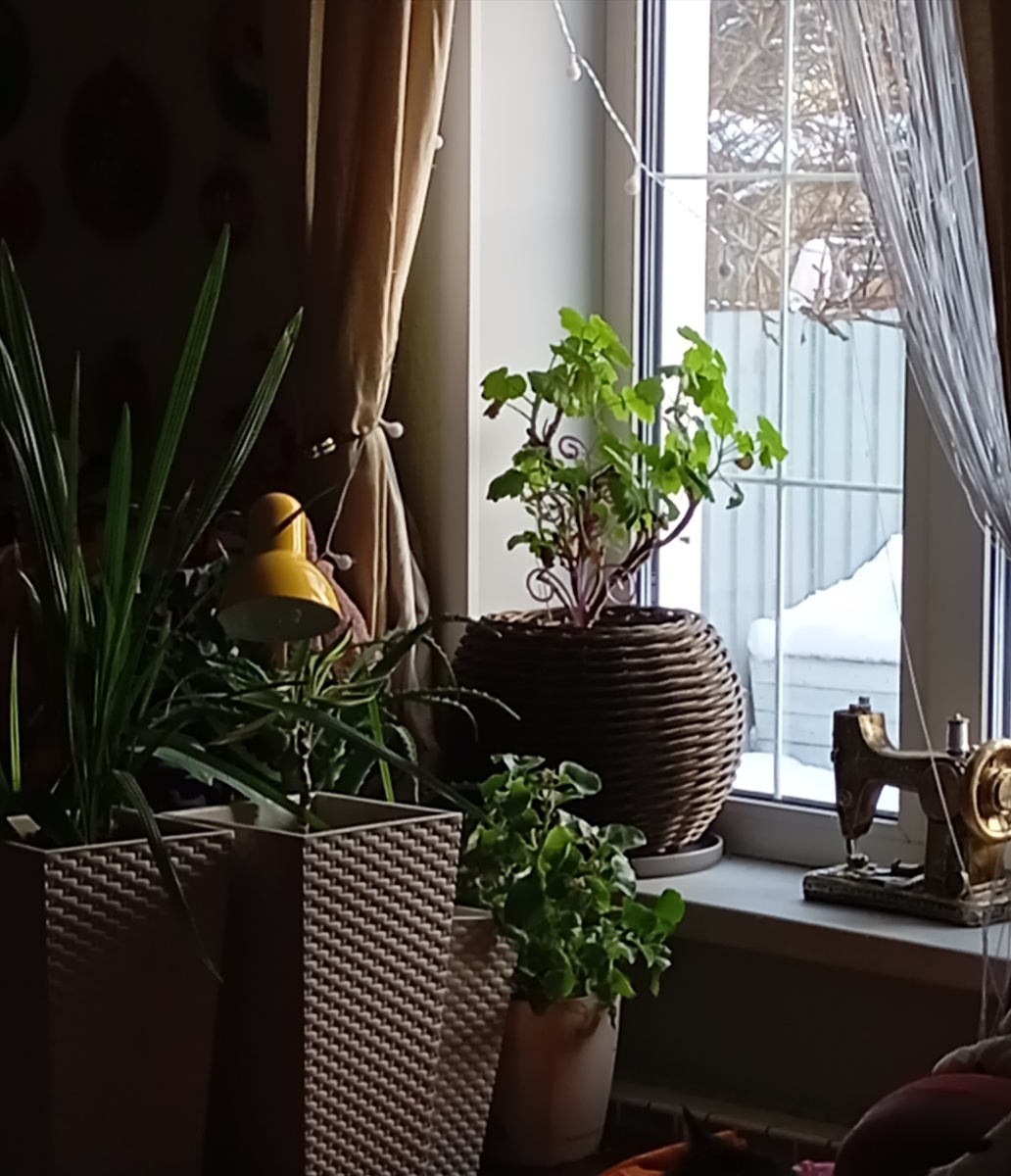 За окном мороз и сугробы,а дома местами весна