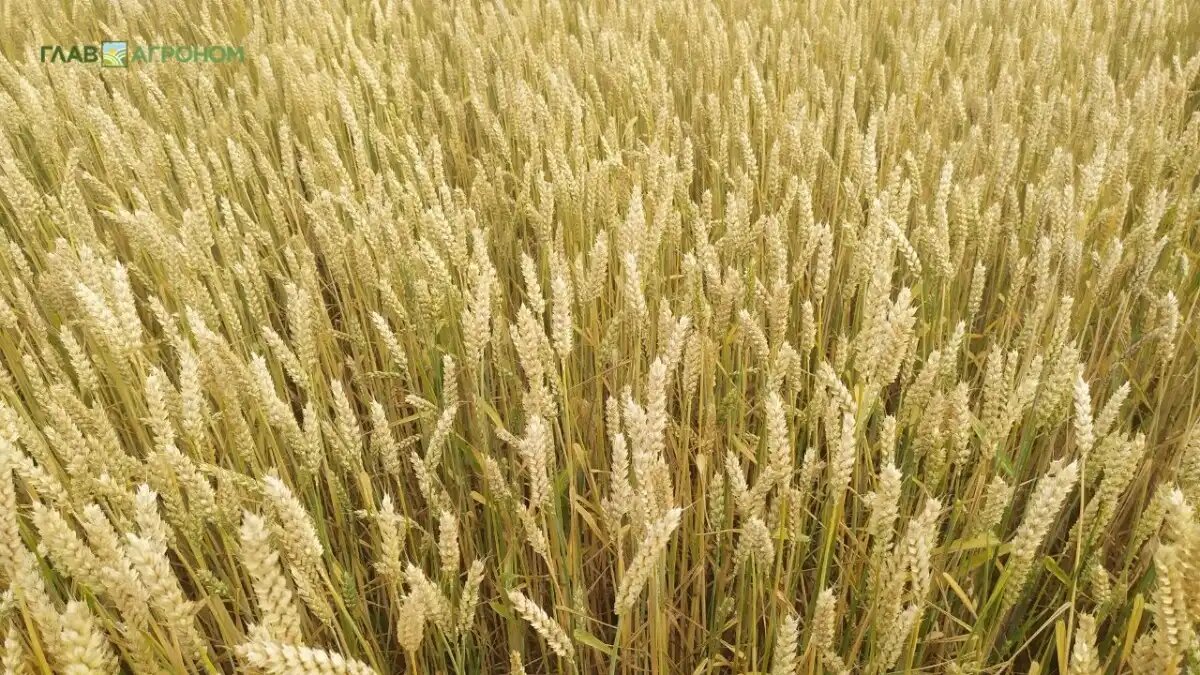 Фото:© Дмитрий Костюкевич / Glavagronom.ru
Начальник УМВД России по Орловской области Андрей Токарев провел заседание по противодействию незаконному обороту продукции в регионе