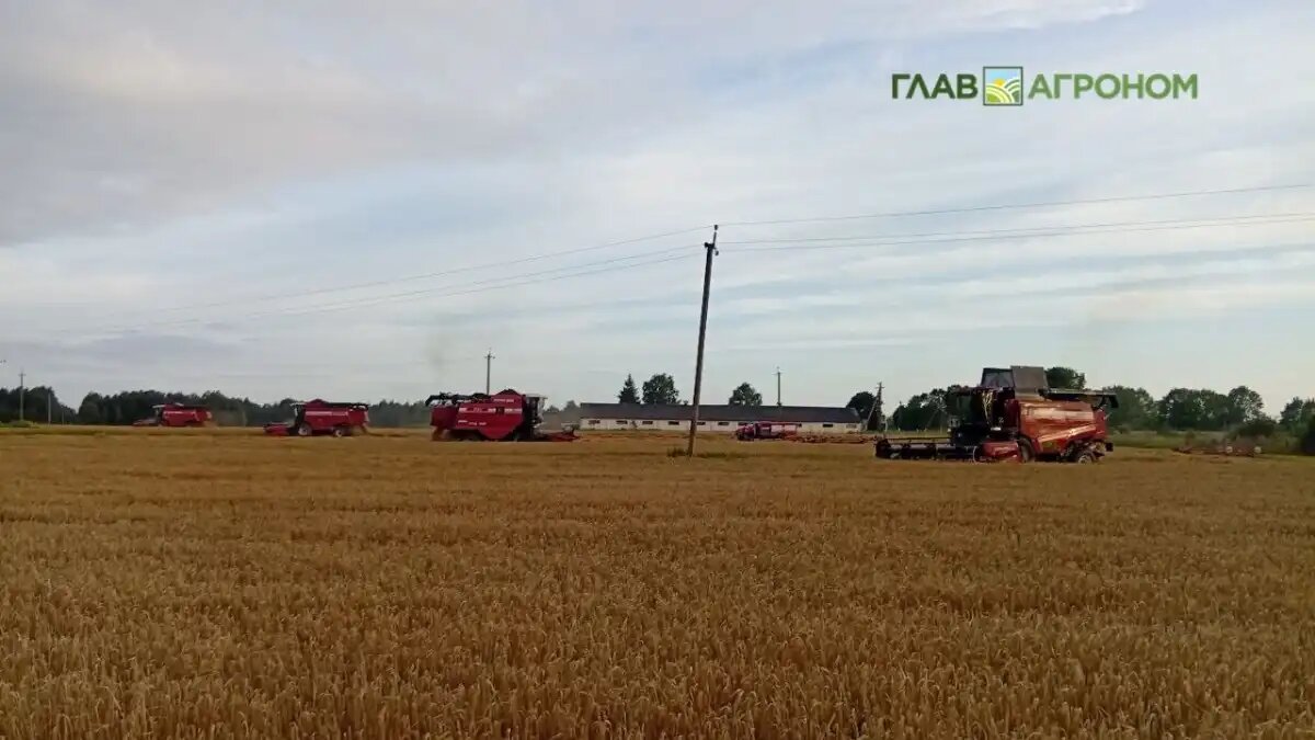 Фото:© Николай Петроченко / Glavagronom.ru
Сибирские аграрии в очередной раз достигли рекордных показателей по сбору зерна