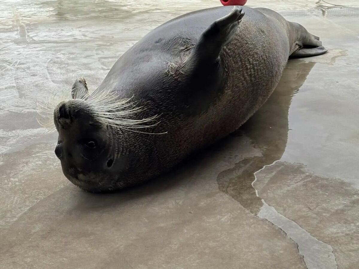    Морской заяц Макс | © Фото : Морской заяц Макс/MAX