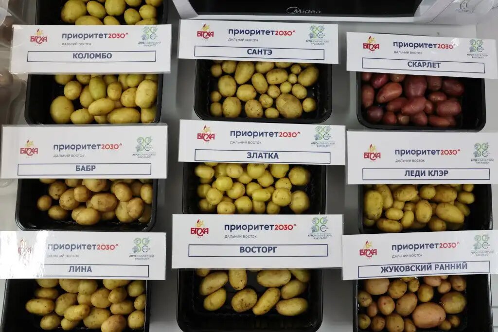 Сорта картофеля, выведенные в Бурятской ГСХА (источник: Бурятская ГСХА)