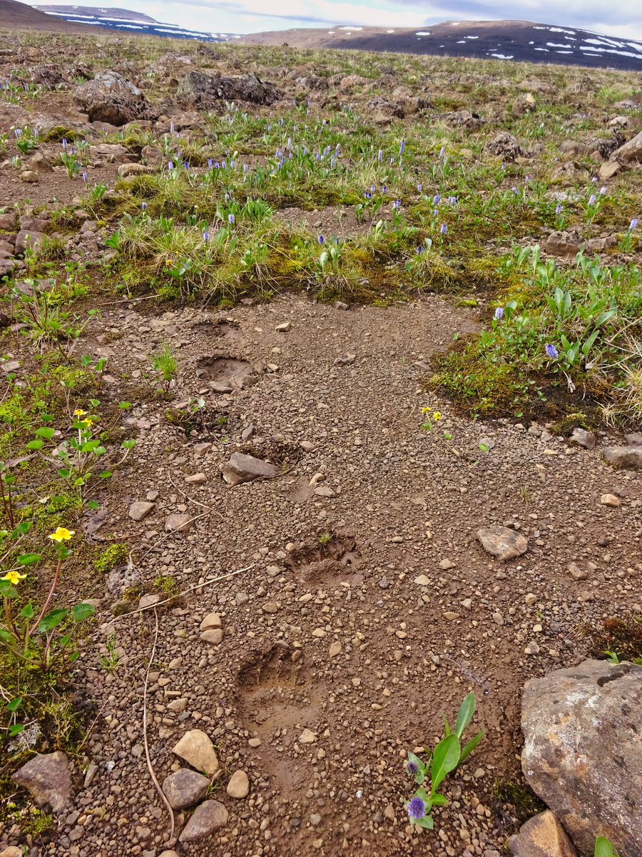 Медведь прошёл ночью недалеко от палатки по своим медвежьим делам. Плато Путорана.