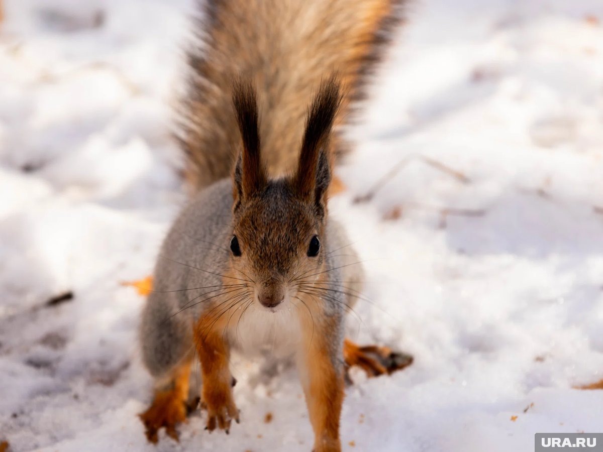     Погода в Новый год будет классически снежной