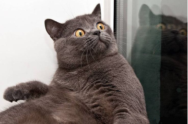 😺Что можно позволять кошке, а чего не стоит, чтобы питомец не сел вам на шею