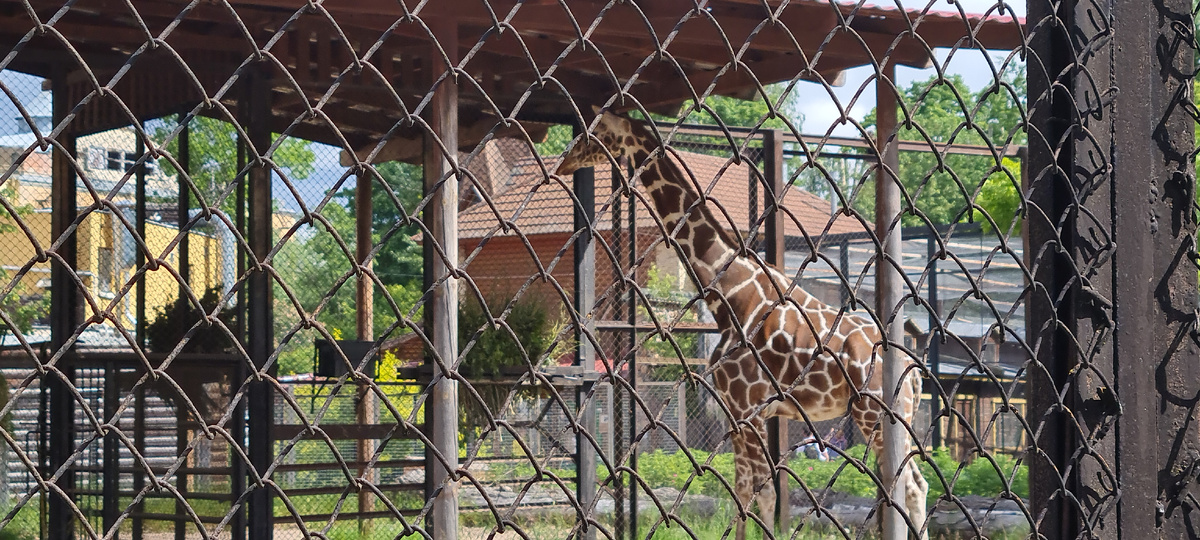 СПб зоопарк