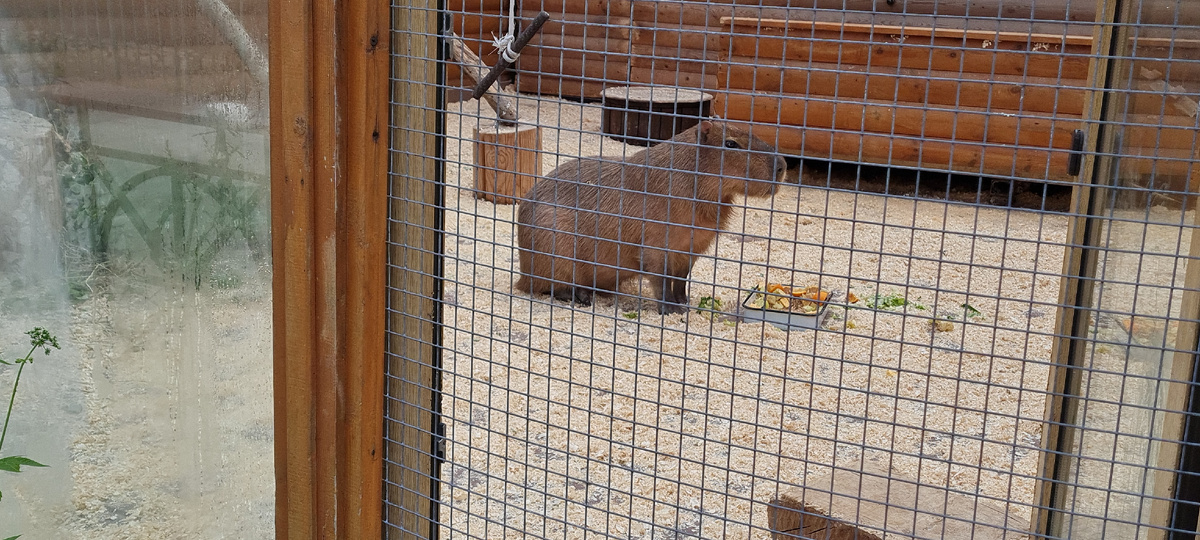 СПб зоопарк