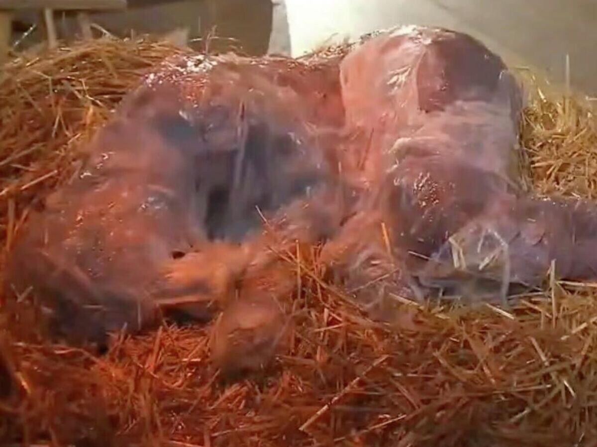    Перфоманс на рождественской мессе в католической церкви Святой Марии в немецком Штутгарте | © ARD