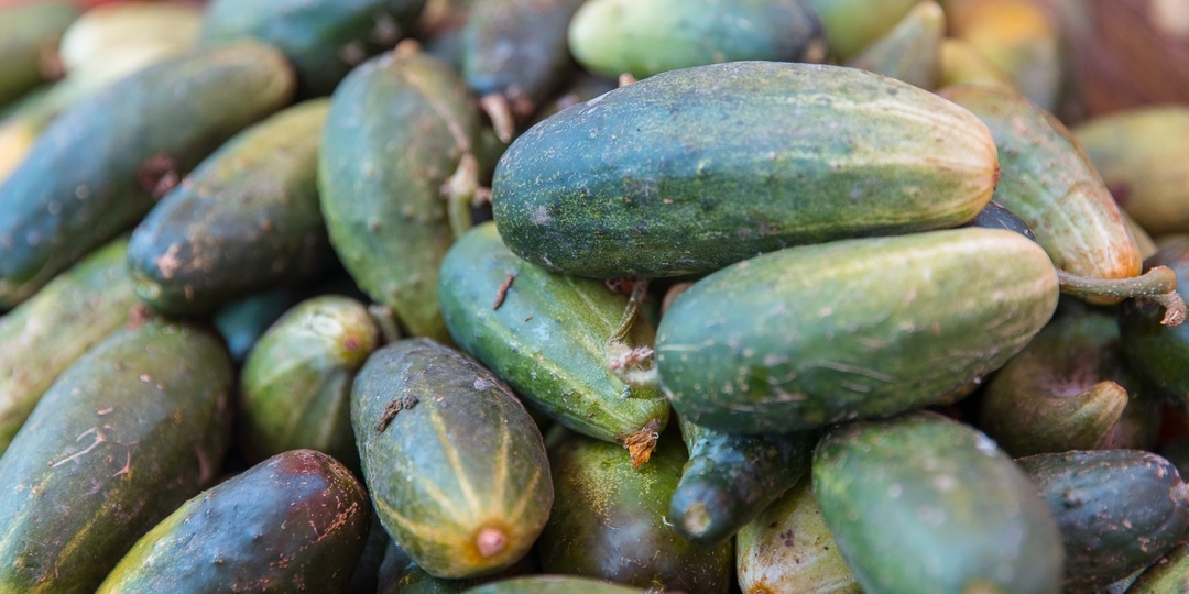 Этот сорт огурчиков растет на подоконнике без хлопот: хрустящие и сочные – отличный урожай весь год