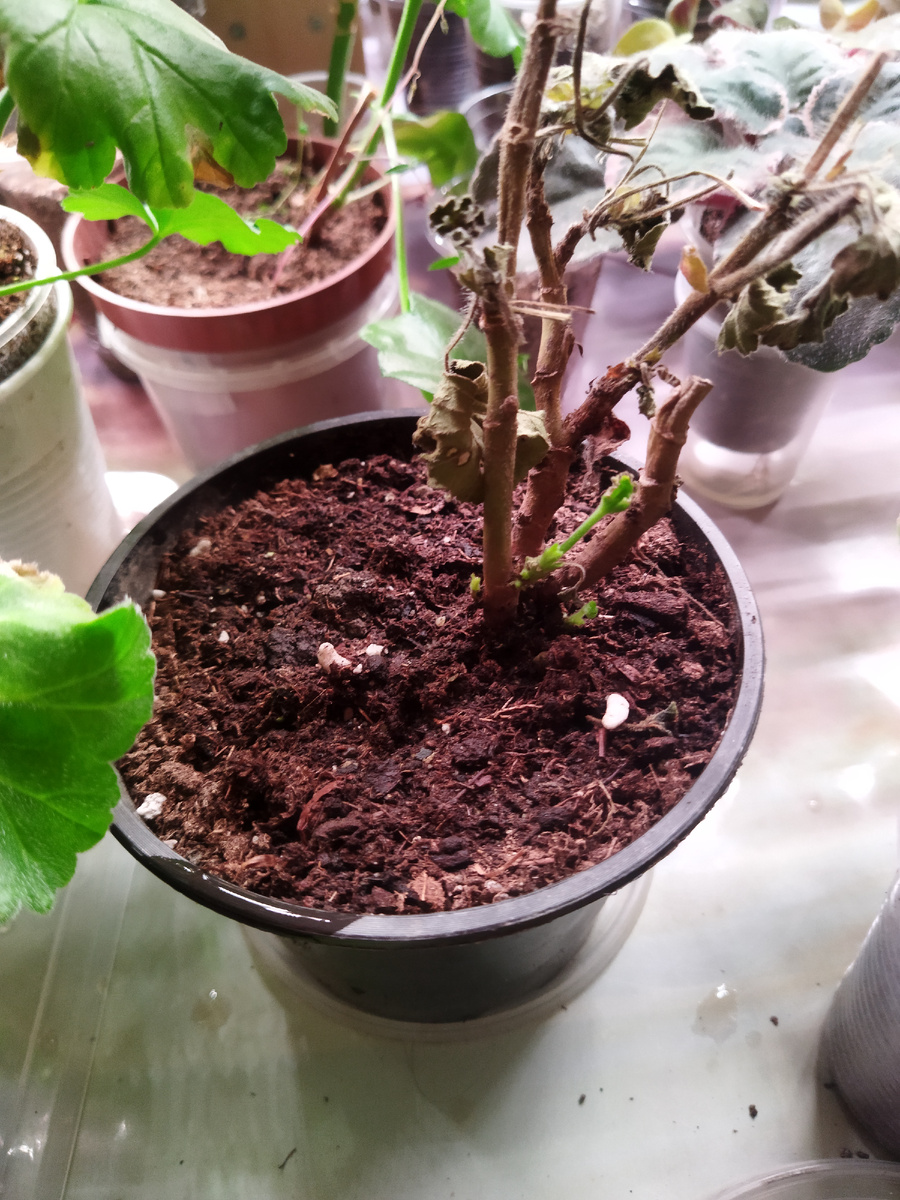 Примерно так он выглядел до обрезки, но это другая герань.