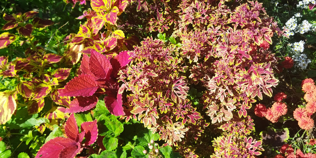 Вчера спасала сортовую пеларгонию, которая попала под первый заморозок.