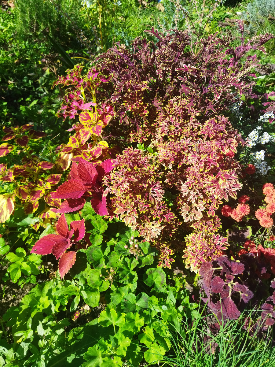 Тут он затерялся, среди колеусов.