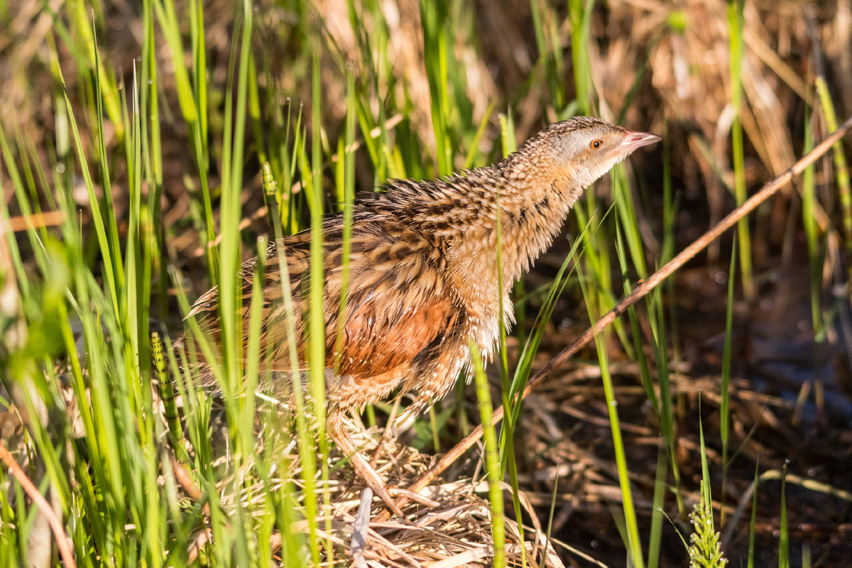 Автор фото Дмитрий Вальцев
