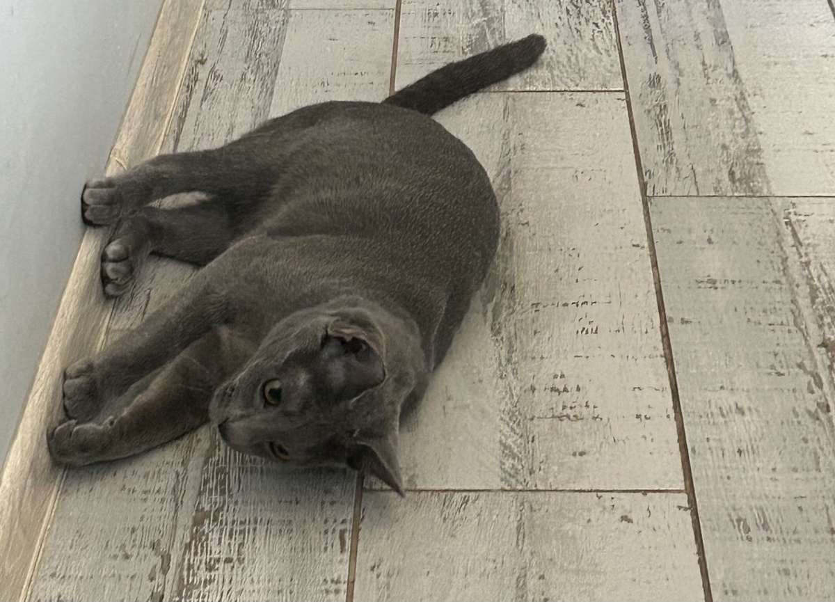     Граф концепцию гравитации понимает не до конца и ходит по стенкам Мария Пази