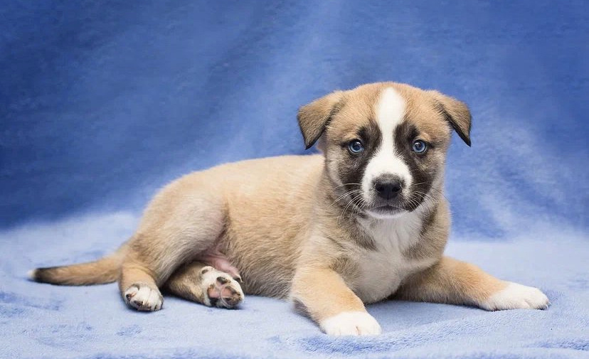 Голубоглазый Тим