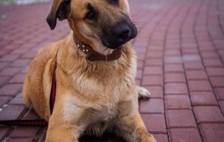 ✨ Барни: Пушистый Комочек Счастья Ждёт Вас под Ёлочкой! 🎄🎁