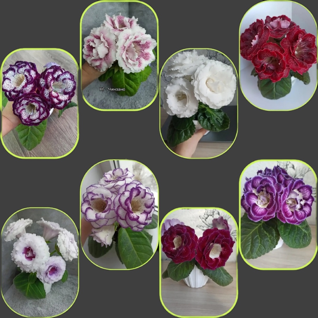 Чтобы вы представили, как выглядят опыления, — фото из коллекции Екатерины