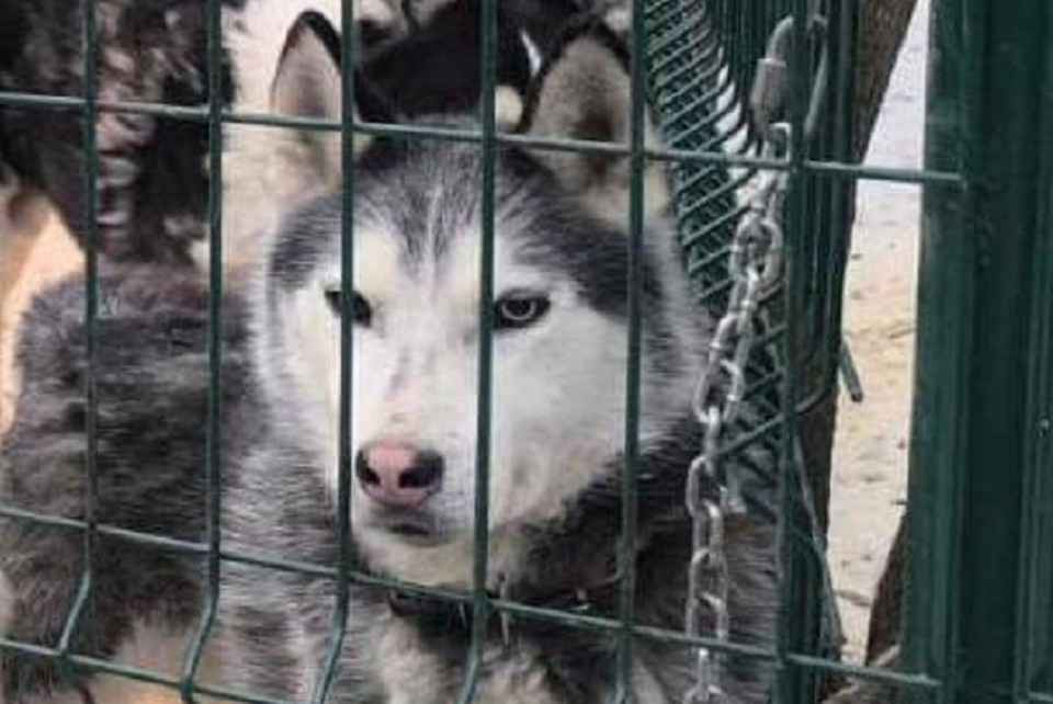    Питомцу необходимо принимать медикаменты от эпилепсии. Фото: волонтеры благотворительного фонда «ЗооЗащита»