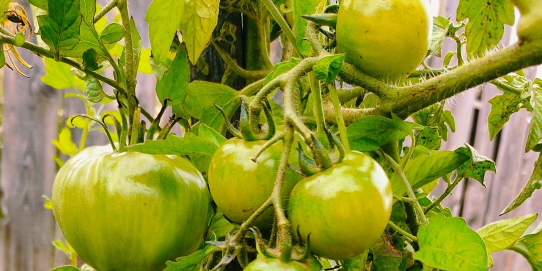 Для подкормки томатов - лучшие варианты: 3 удобрения из подручных средств повысят урожайность в 2 раза