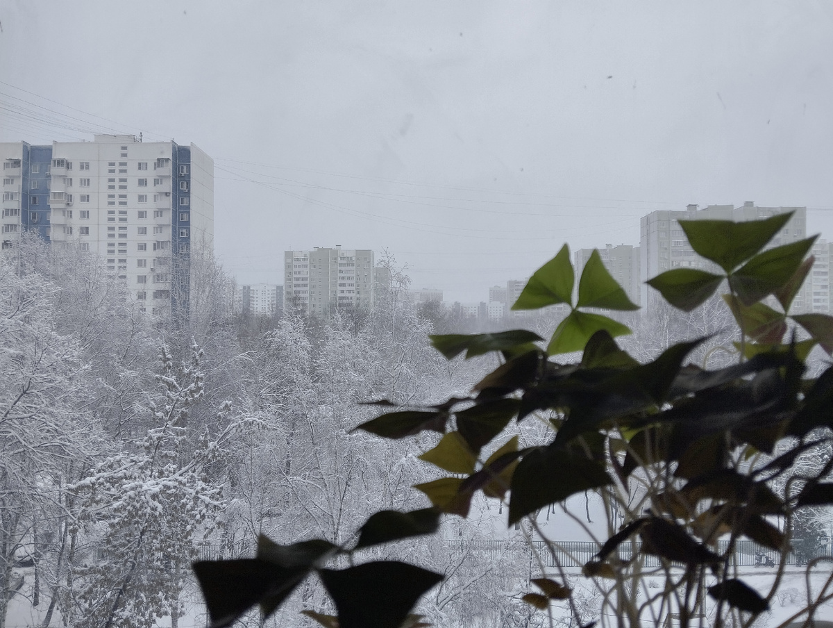 Моё пятничное утро. Вид из окна. Фото автора, ЗДЕСЬ и далее. Кроме особо оговоренных случаев.