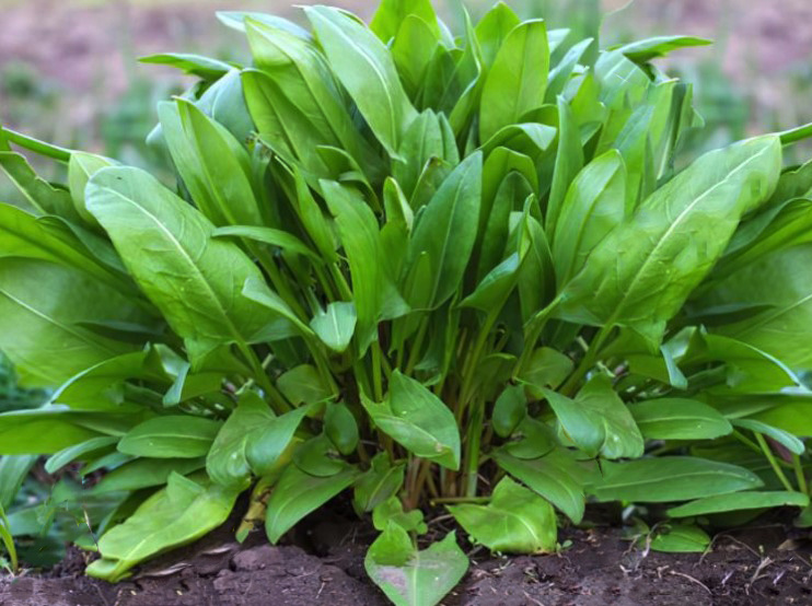 Щавель Тамары Николавны