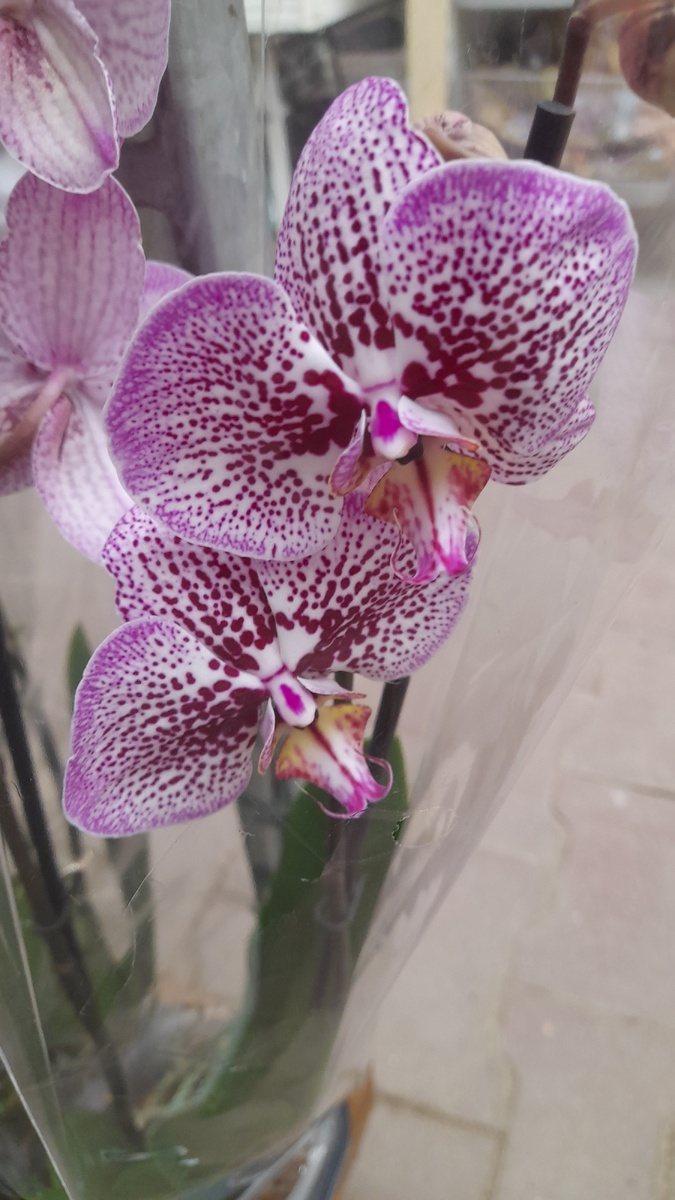 Орхидея в цветочном магазине