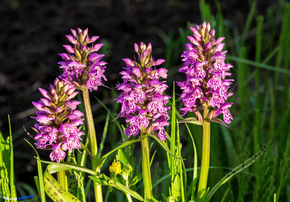 Ятрышник, фото из свободного доступа
