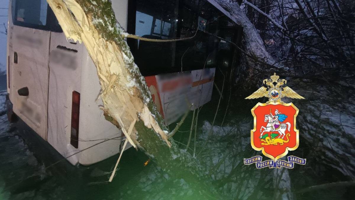    Фото: Telegram / Подмосковная полиция