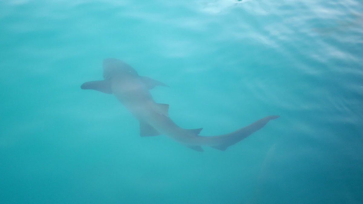 Акула-нянька, прикормленная в порту острова Расду