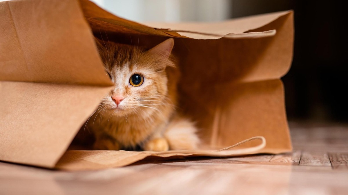    Кошки часто любят пакеты чуть ли не сильнее коробок