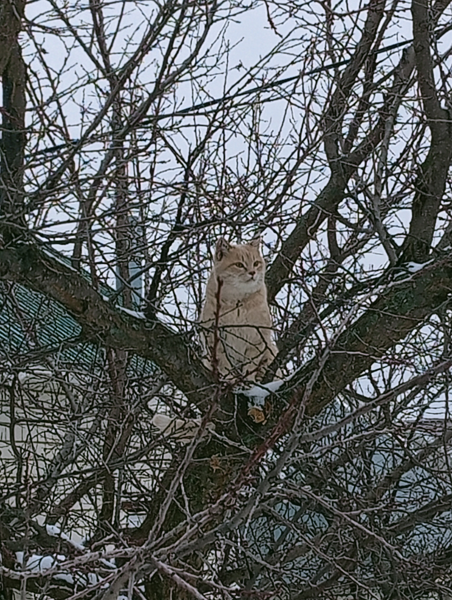 Трусливый кот