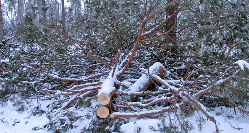    Фото: архив пресс-службы УМВД России по Вологодской области