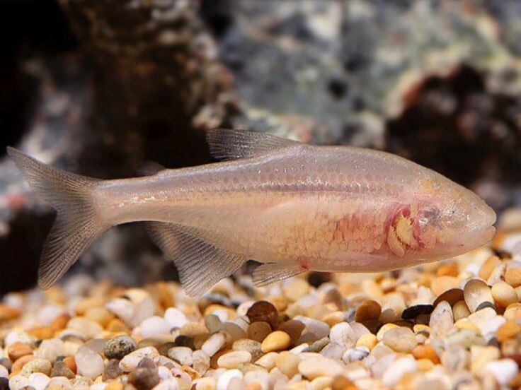 Слепая пещерная рыба (Astyanax mexicanus) 