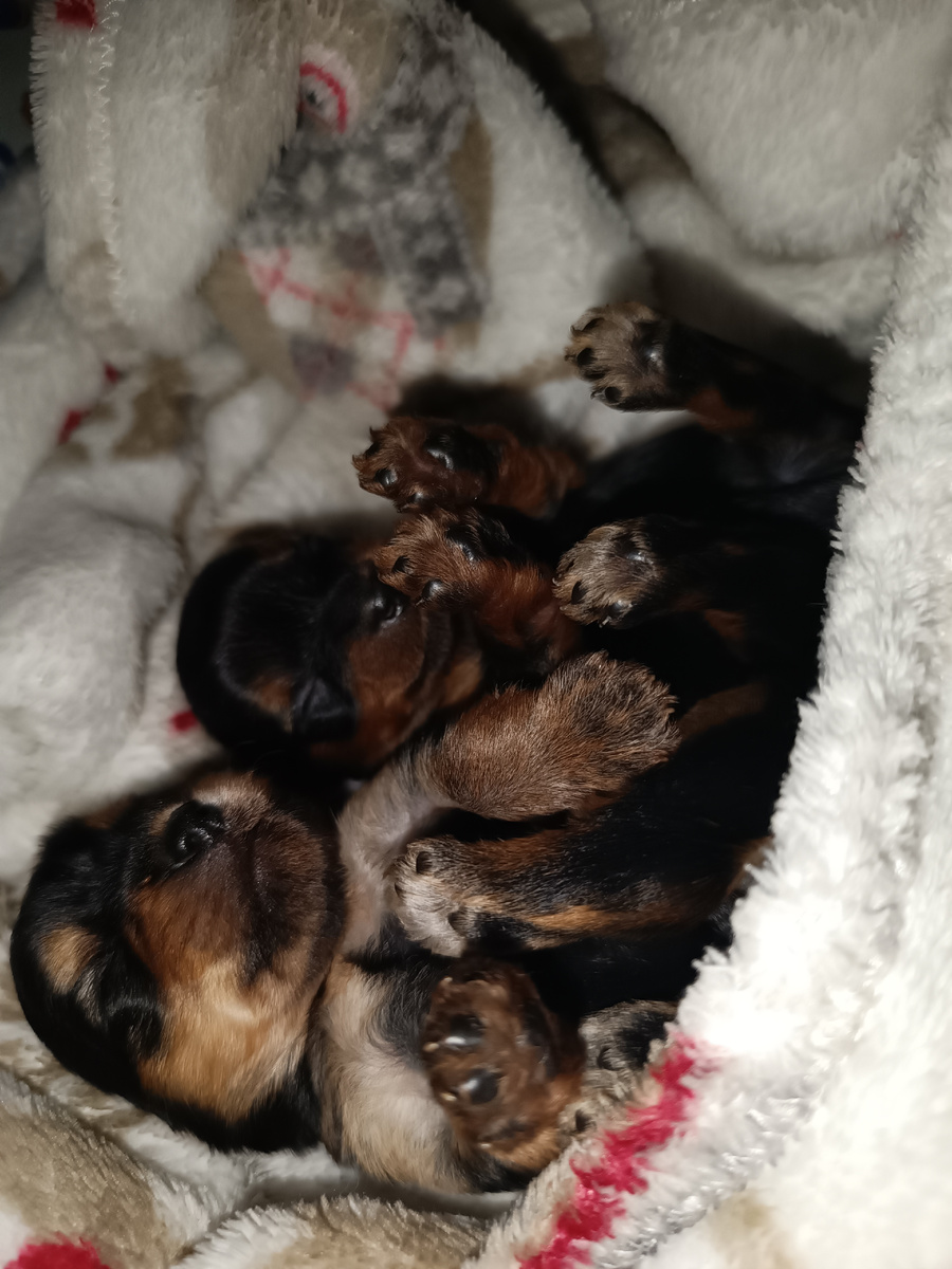 Наши малышонки