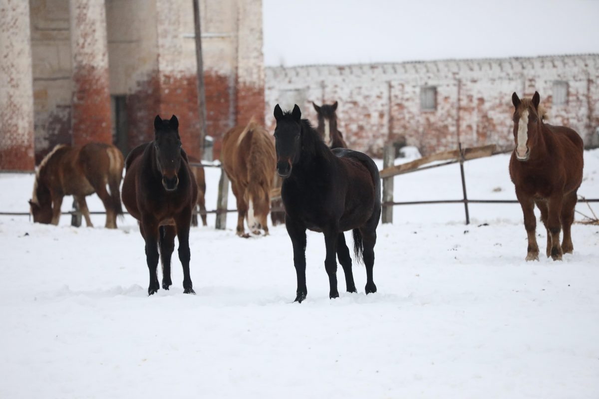    За сохранение уникальных тяжеловозов борются один из владельцев завода, волонтёры и неравнодушные люди