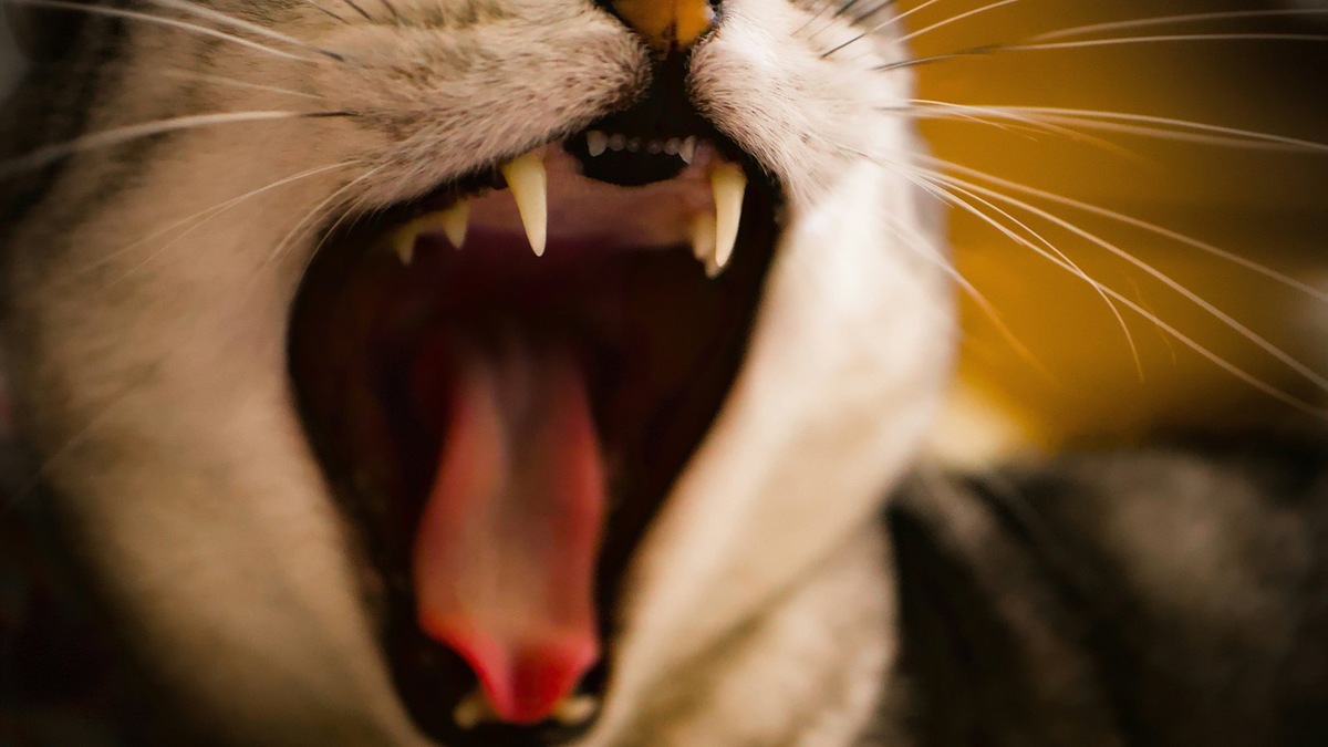    Гингивит — распространенная проблема у кошек