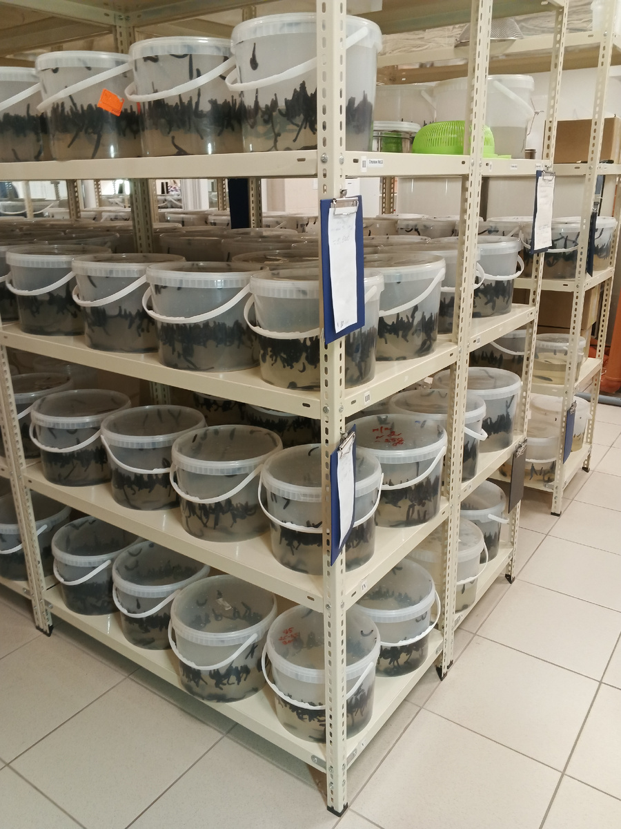 Три месяца продержалась в оригинальной отрасли - на производстве медицинских пиявок