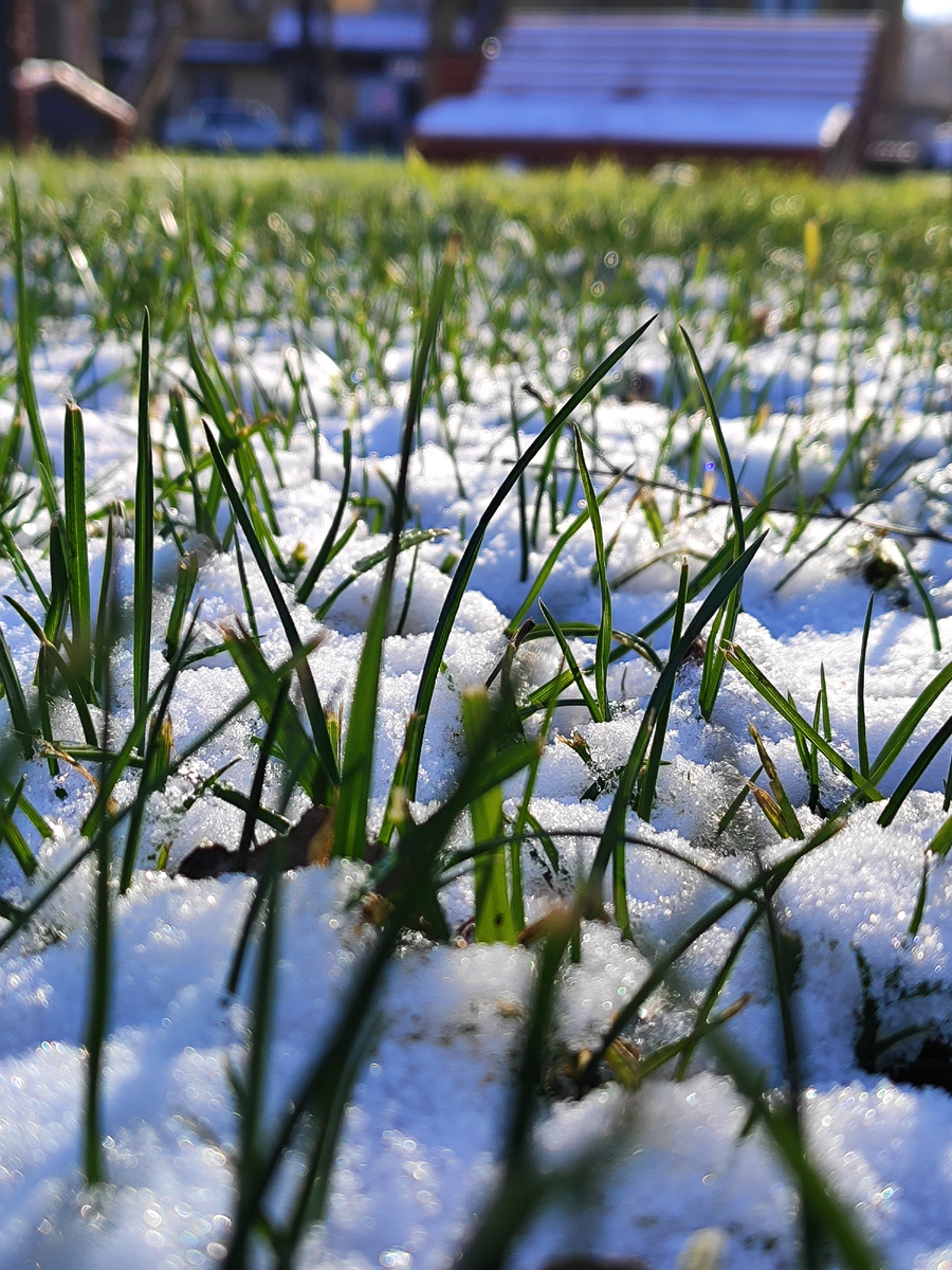 Это мог быть прекрасный зелёный фотосет, но.... (декабрь 2025 года)