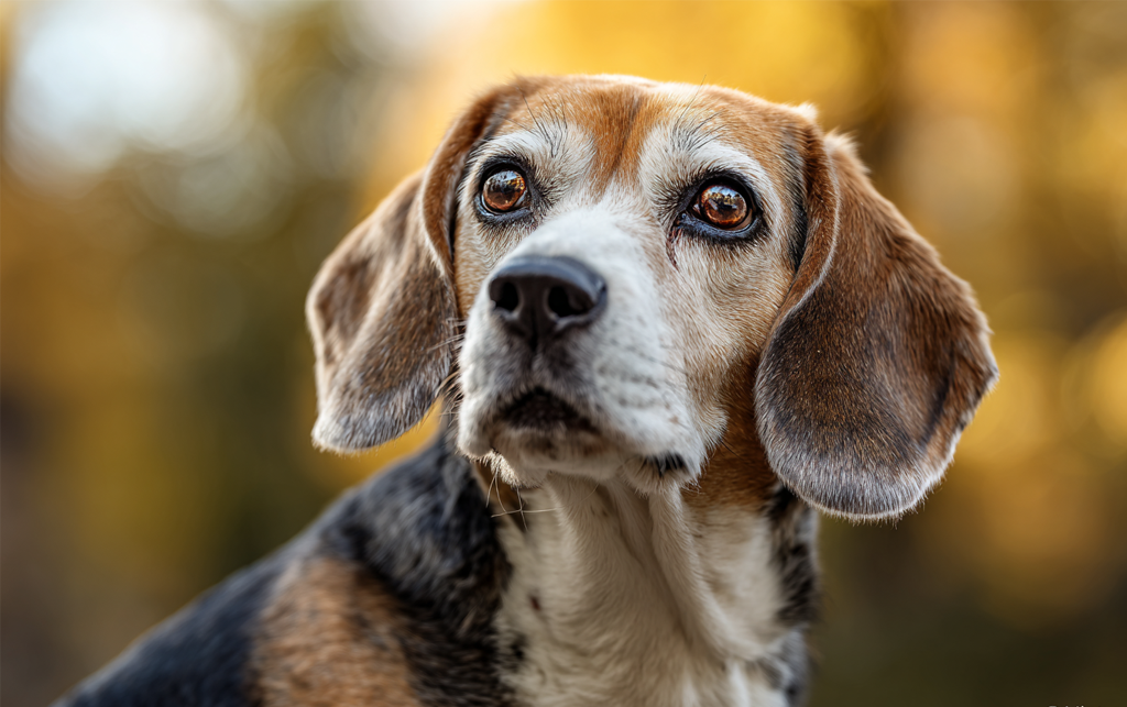 Породы собак, которые не слушаются команд: 6 упрямцев и как с ними ладить / Изображение: AlphaPet