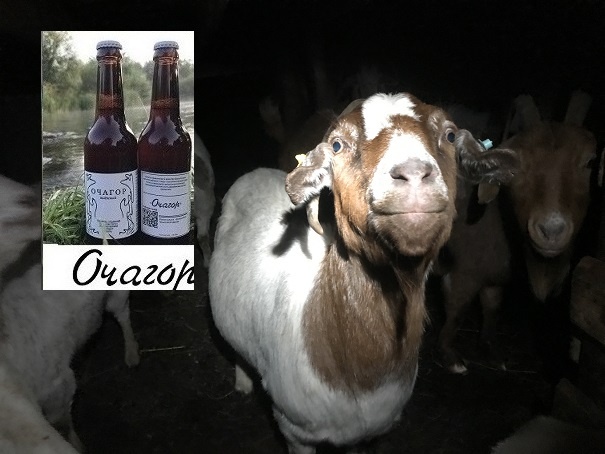 Зажировка коз