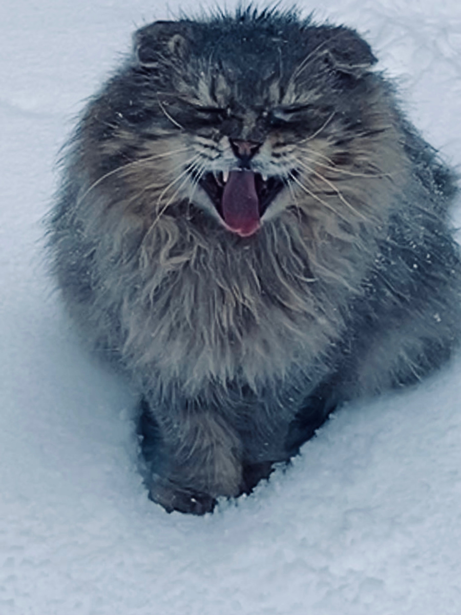 Филя возмущается, что дорожки не почищены! Март 2023 года. Везде фото автора.