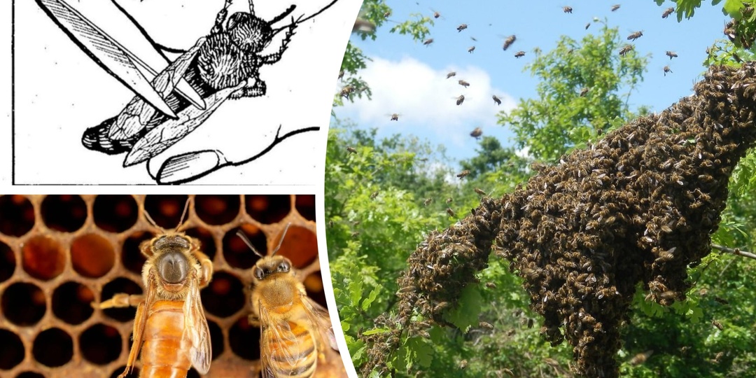 Улетел рой - причем здесь крылья матки? Метод, который вызывает разногласия по сей день.