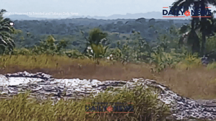 Пипаро за работой