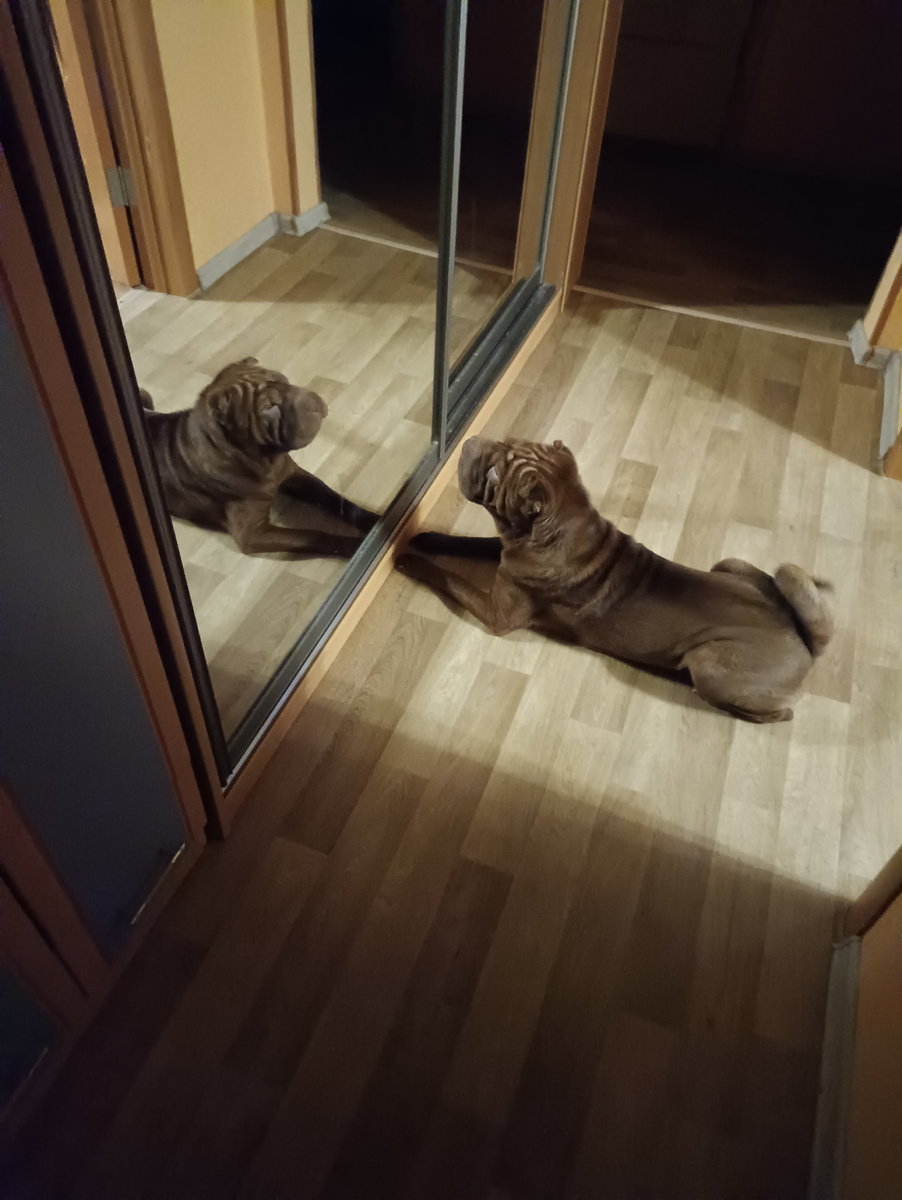 Ну почему эта красивая собачка не хочет играть с Алисой?🤗)