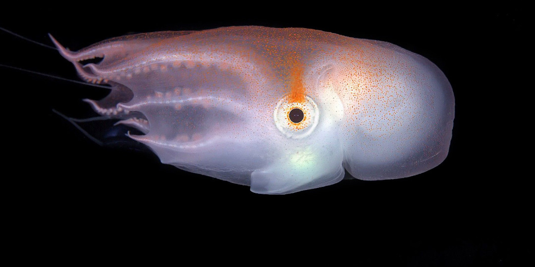 Король абсурда: семирук, у которого восемь ног, которые не ноги :)