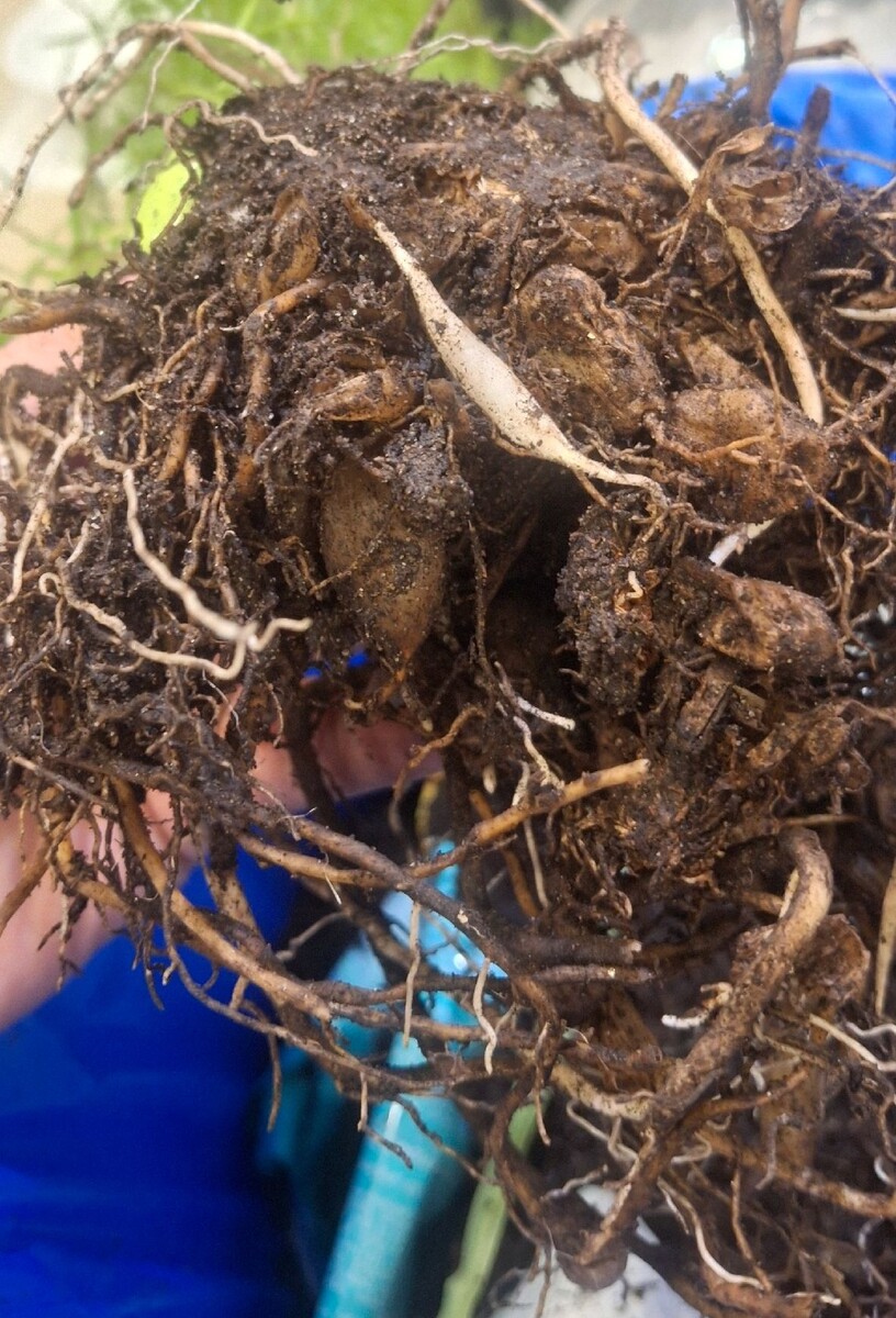 загнивание корней у аспарагуса (спаржи) (фото с сайта https://vk.com/wall-52009604_665096?z=photo-52009604_457478636%2Fd4c6c1d7007d8f0b3f)